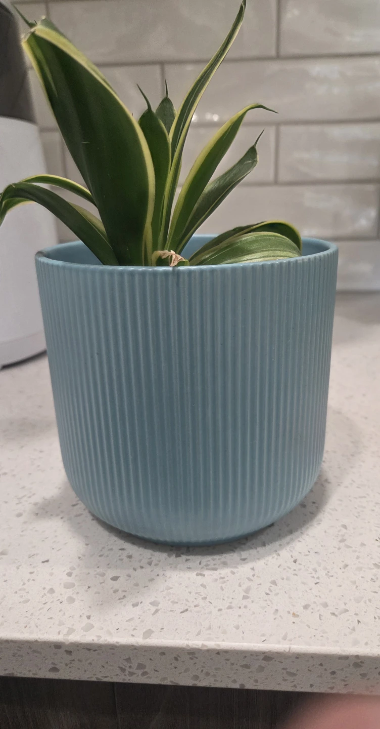 Two Small Snake Plants in Decorative Pots - photo 2
