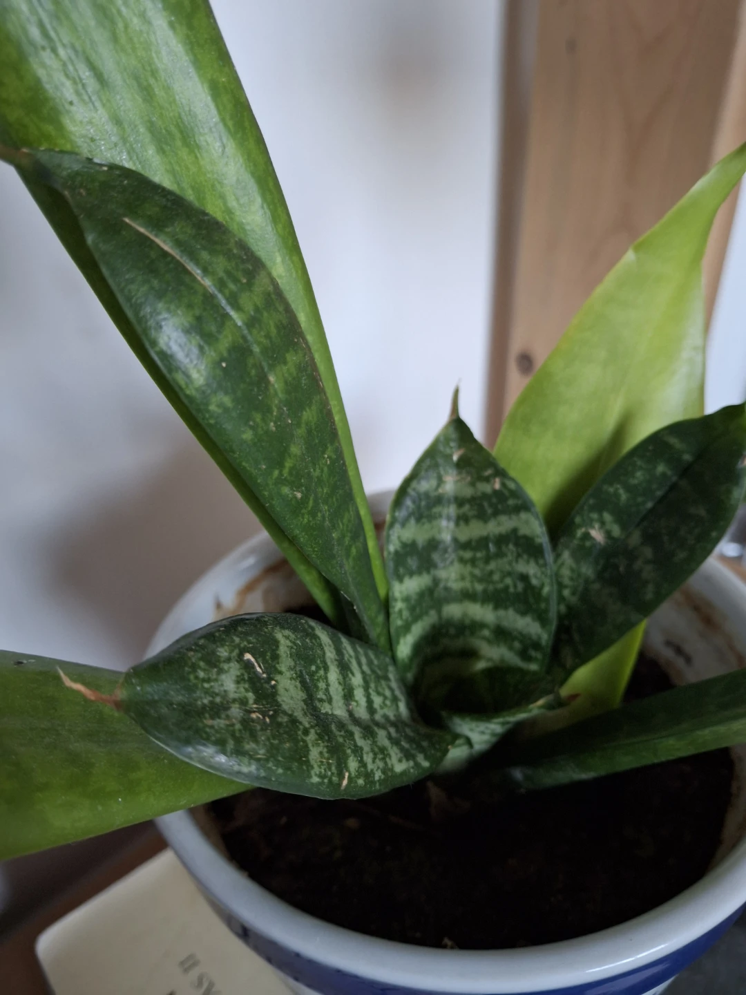 Snake plant in blue and white floral pot - photo 2
