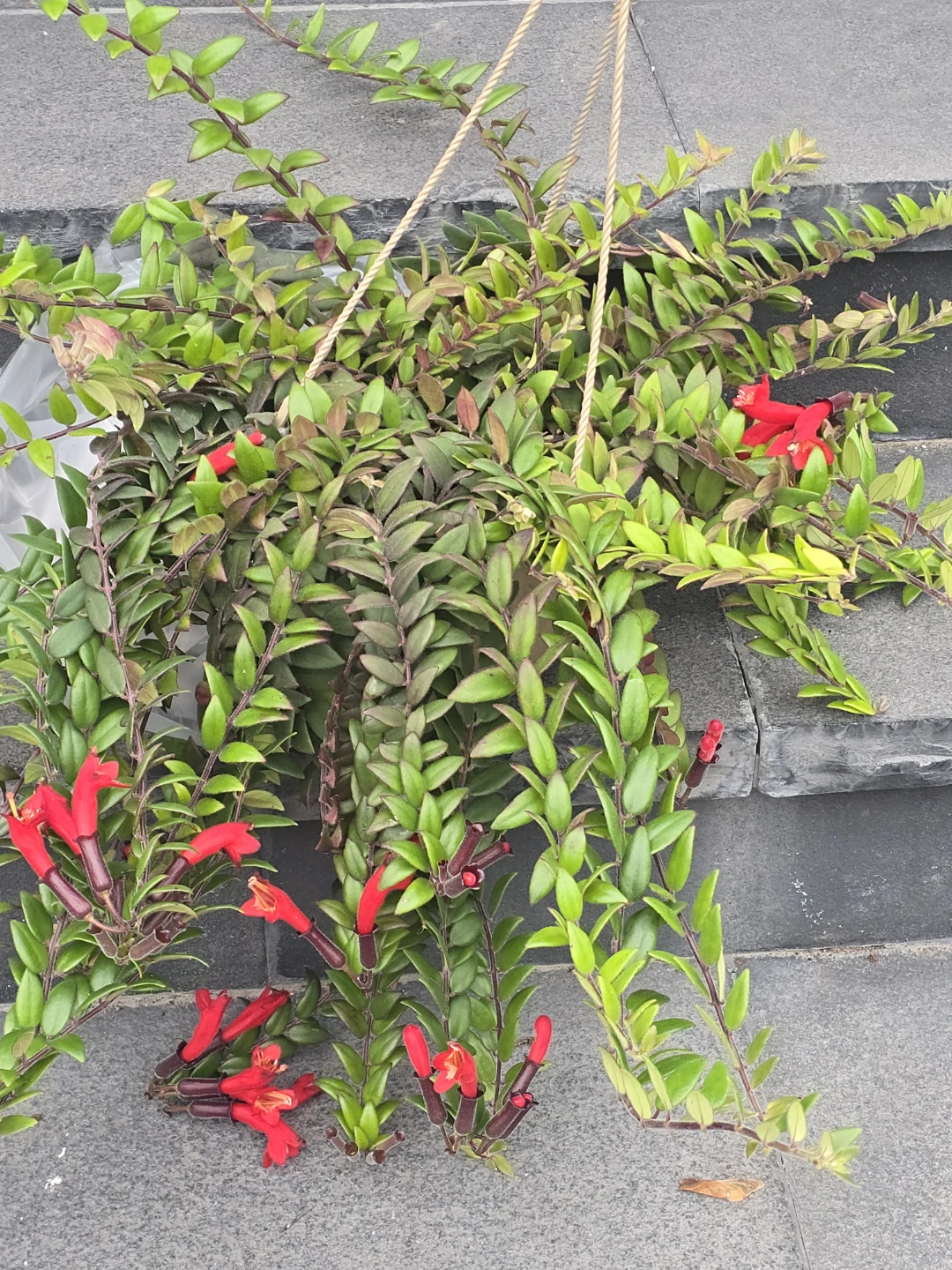 Lipstick Plant in 10"hanging Basket - photo 3