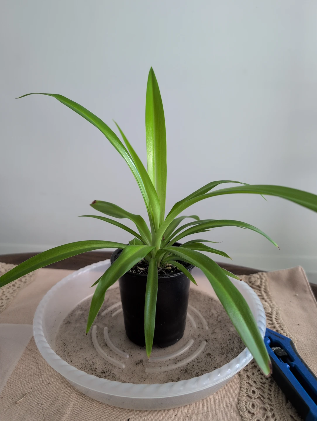 Spider Plant A