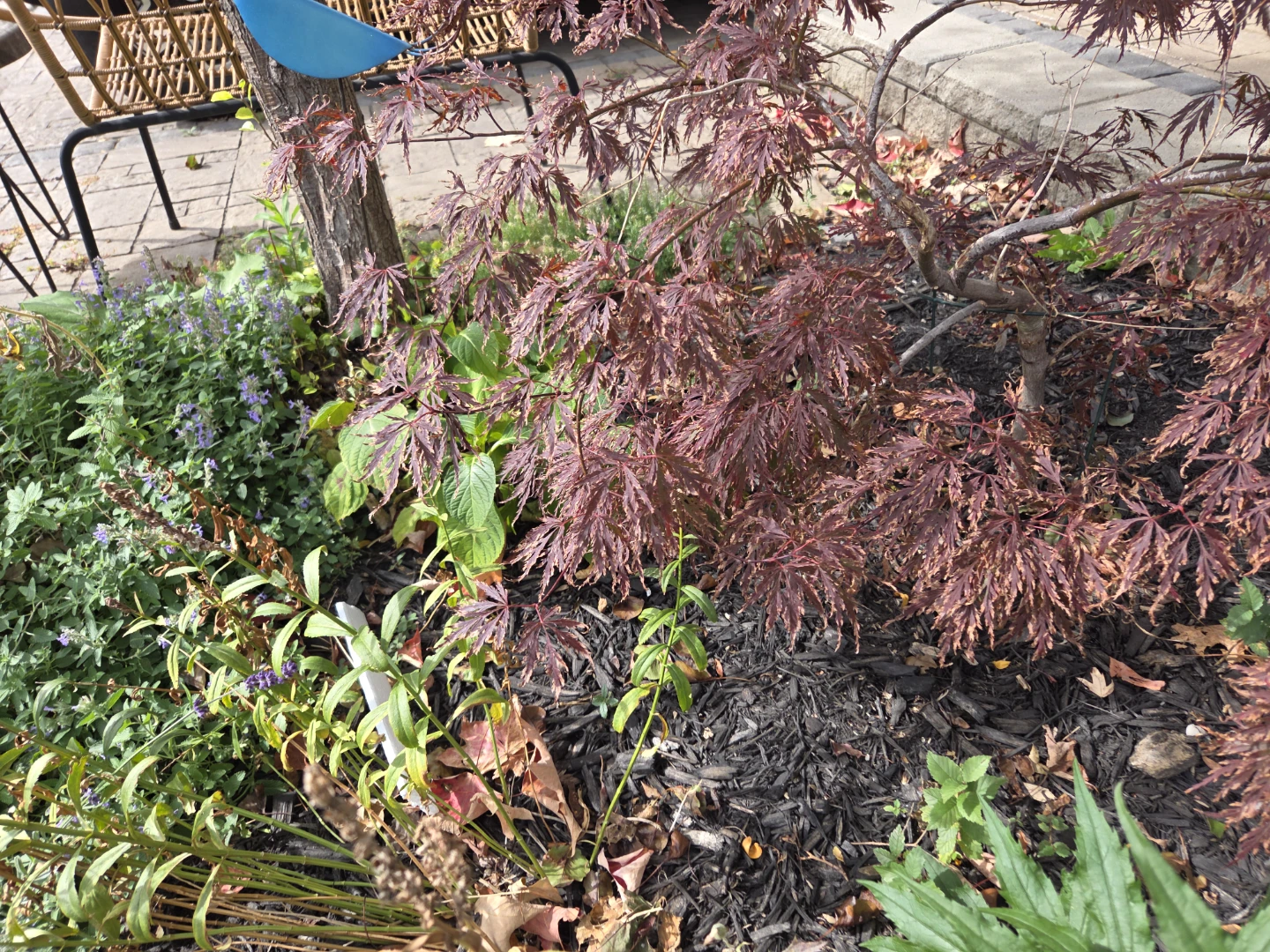 Red Japanese Maple Tree - photo 4