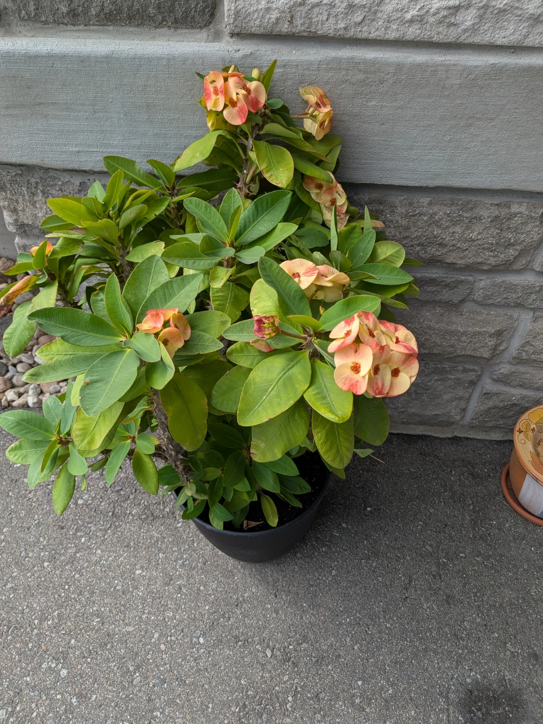 Indoor plant - photo 3