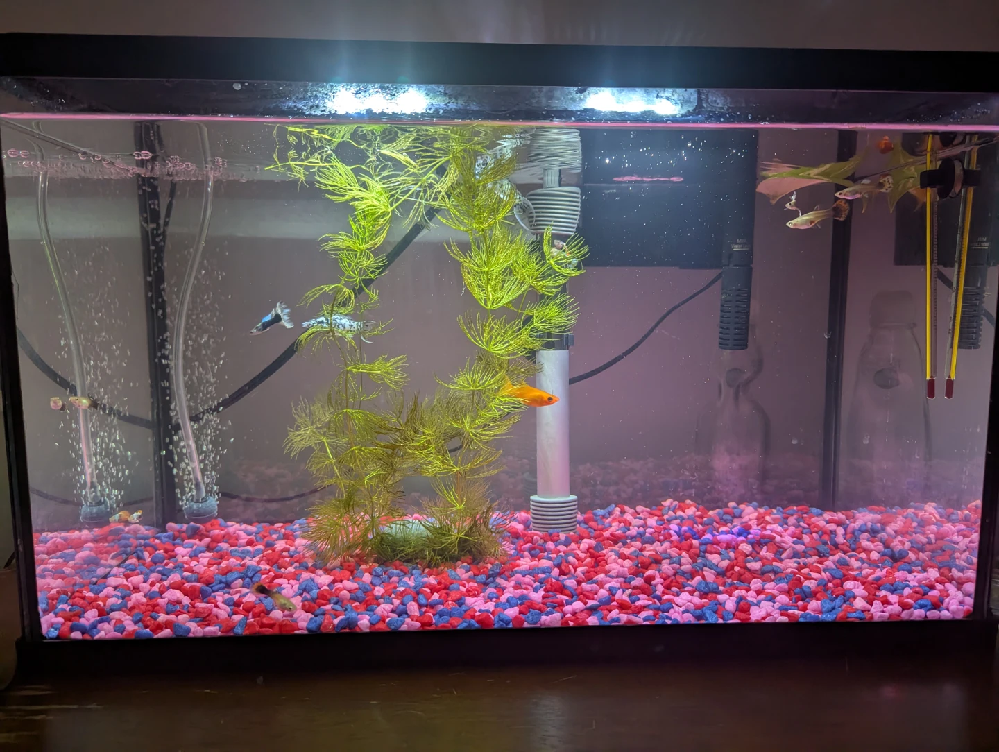 10-Gallon Aquarium Complete Setup - photo 5