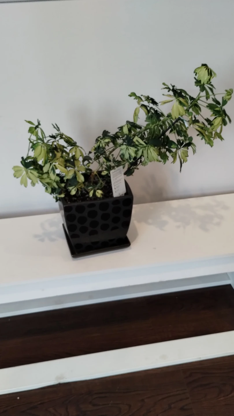 Variegated Schefflera Plant in Ceramic Pot - photo 5