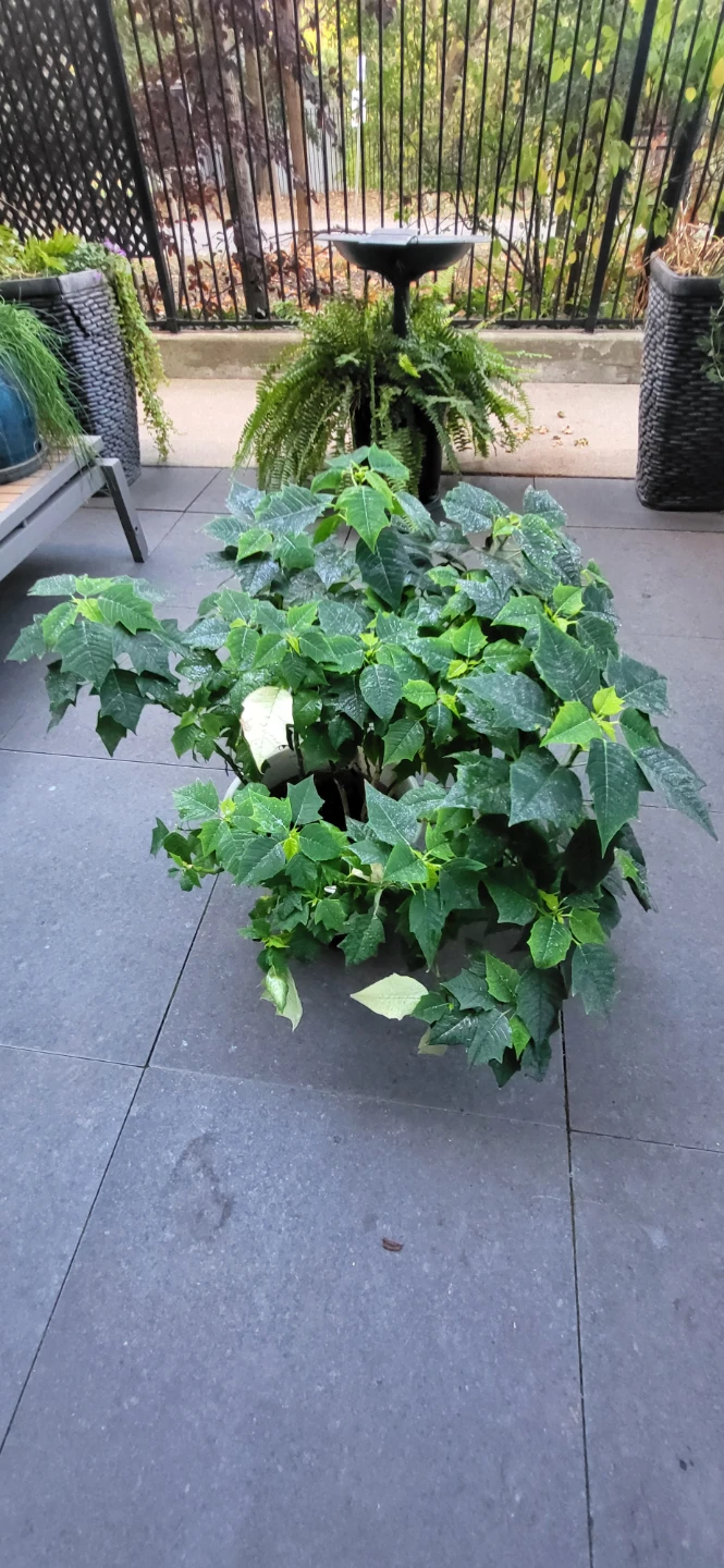 Large Poinsettia Plant - photo 2