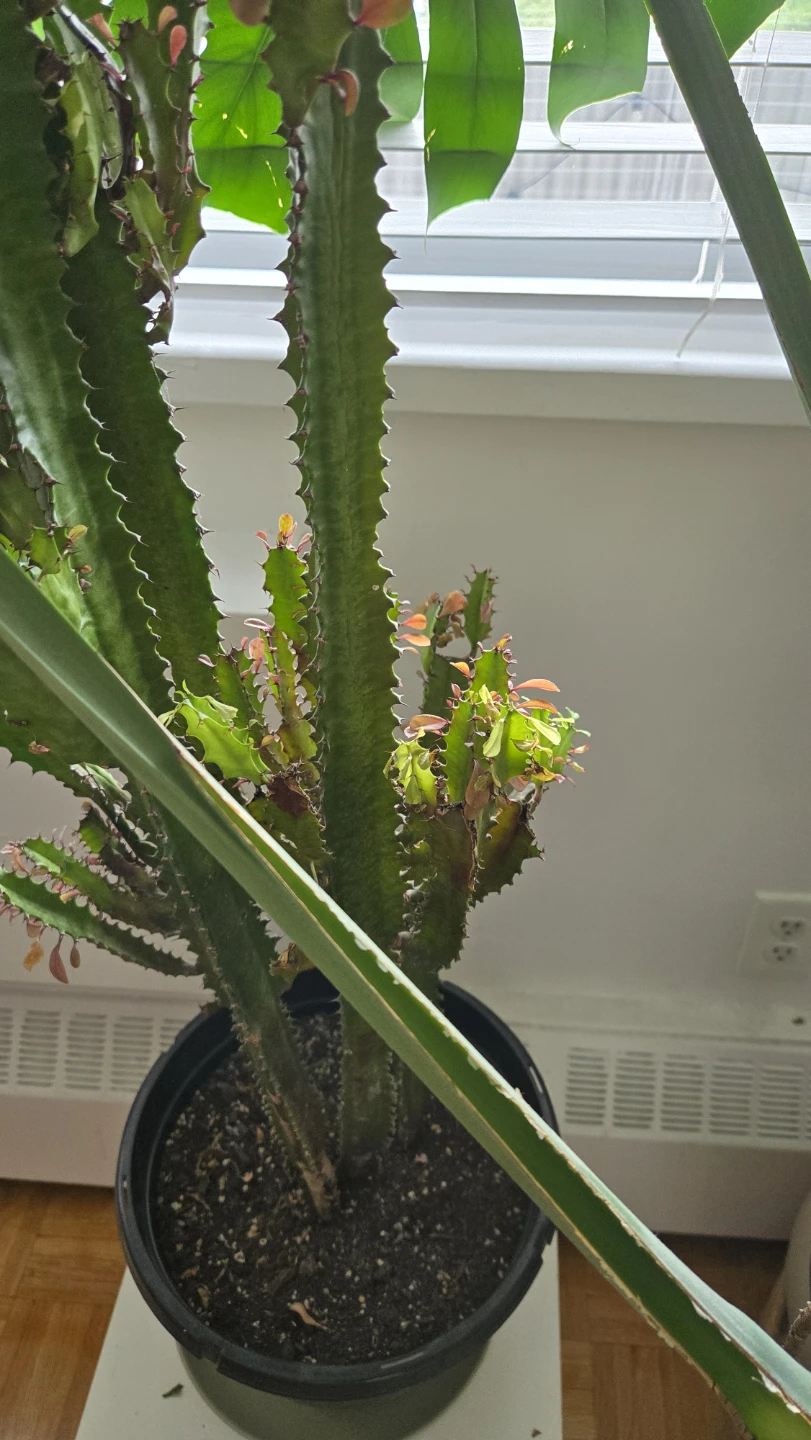 Euphorbia trigona African Milk Tree - photo 3