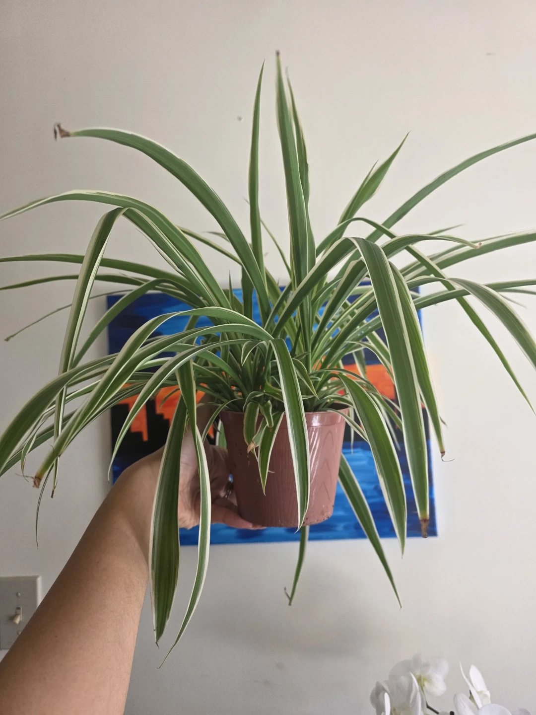 Large Spider Plant in nursery pot - photo 4