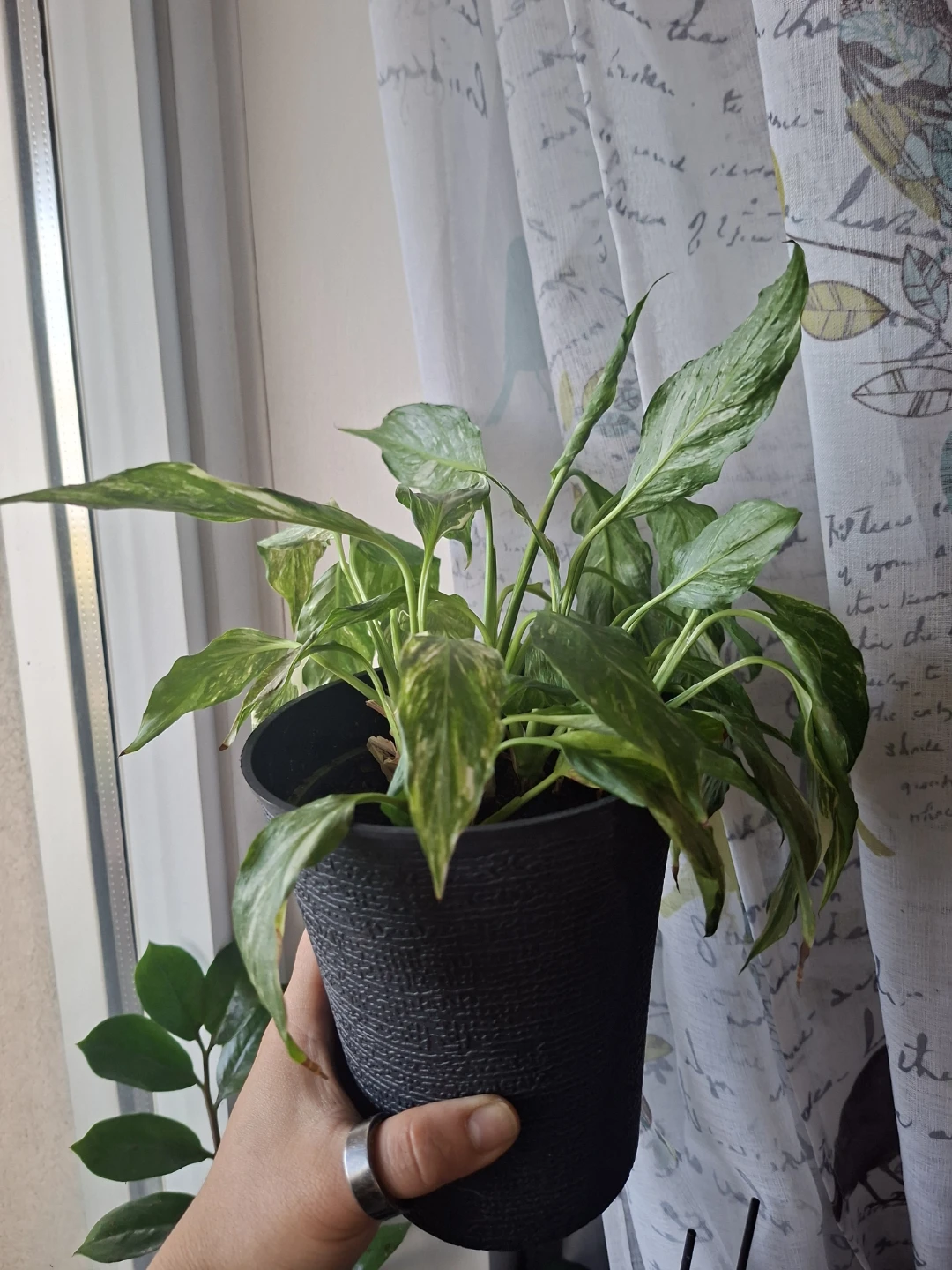 Variegated Peace Lily Plant