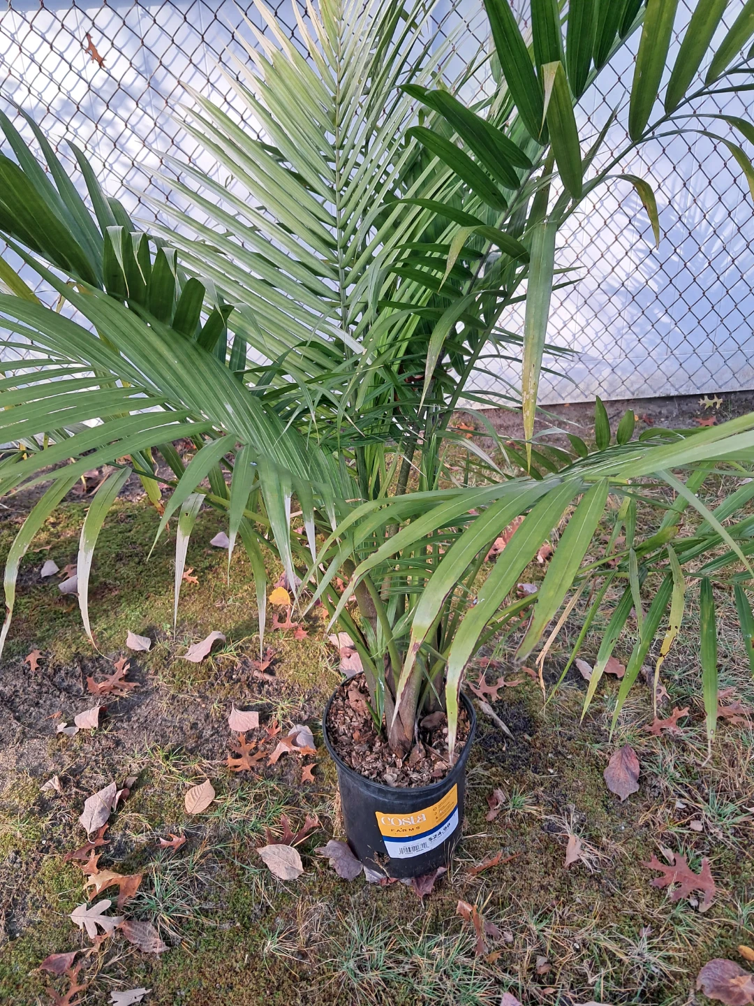 Costa Farms Majesty Palm - photo 3
