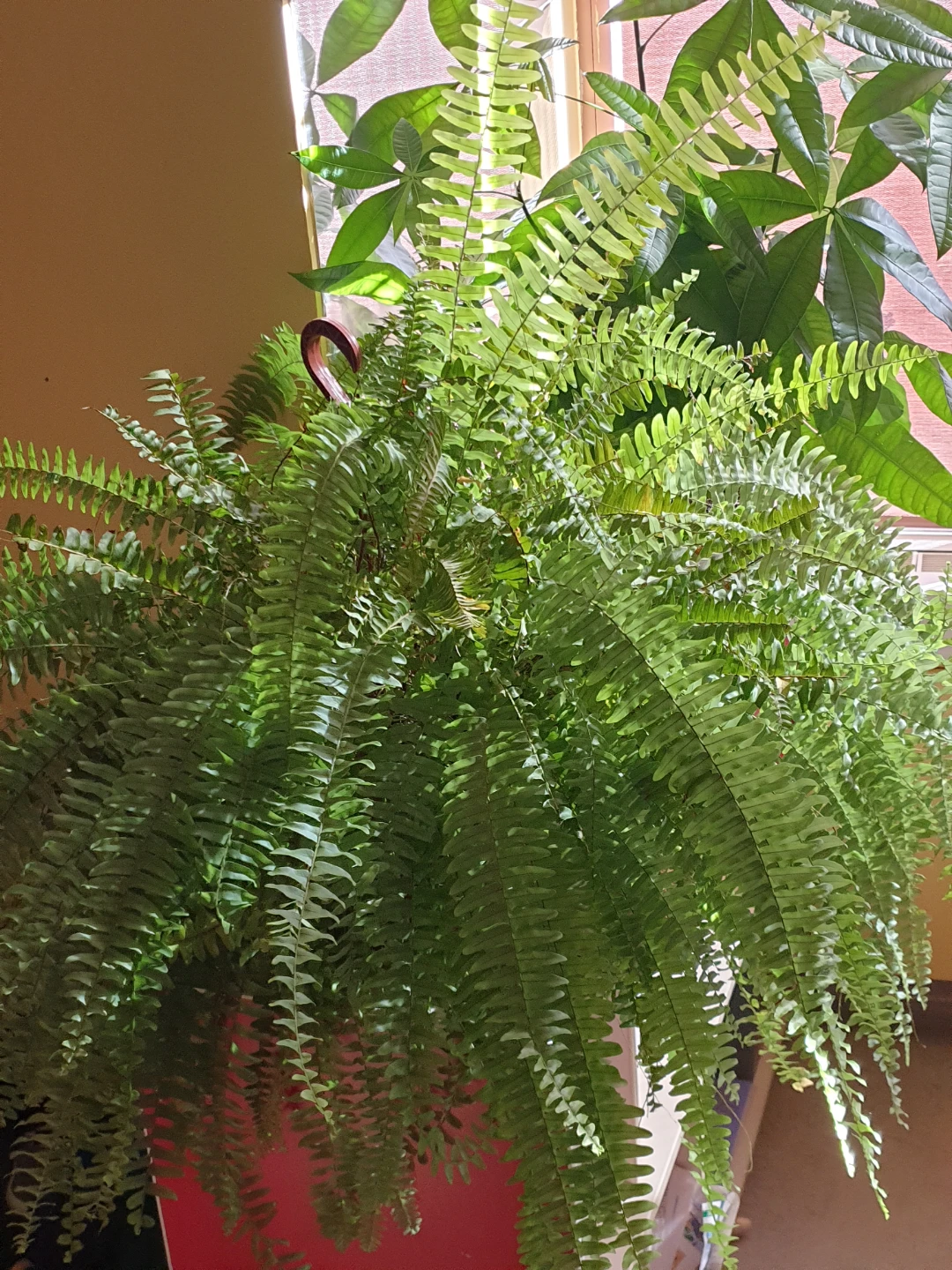 Large hanging Boston fern plant - photo 3