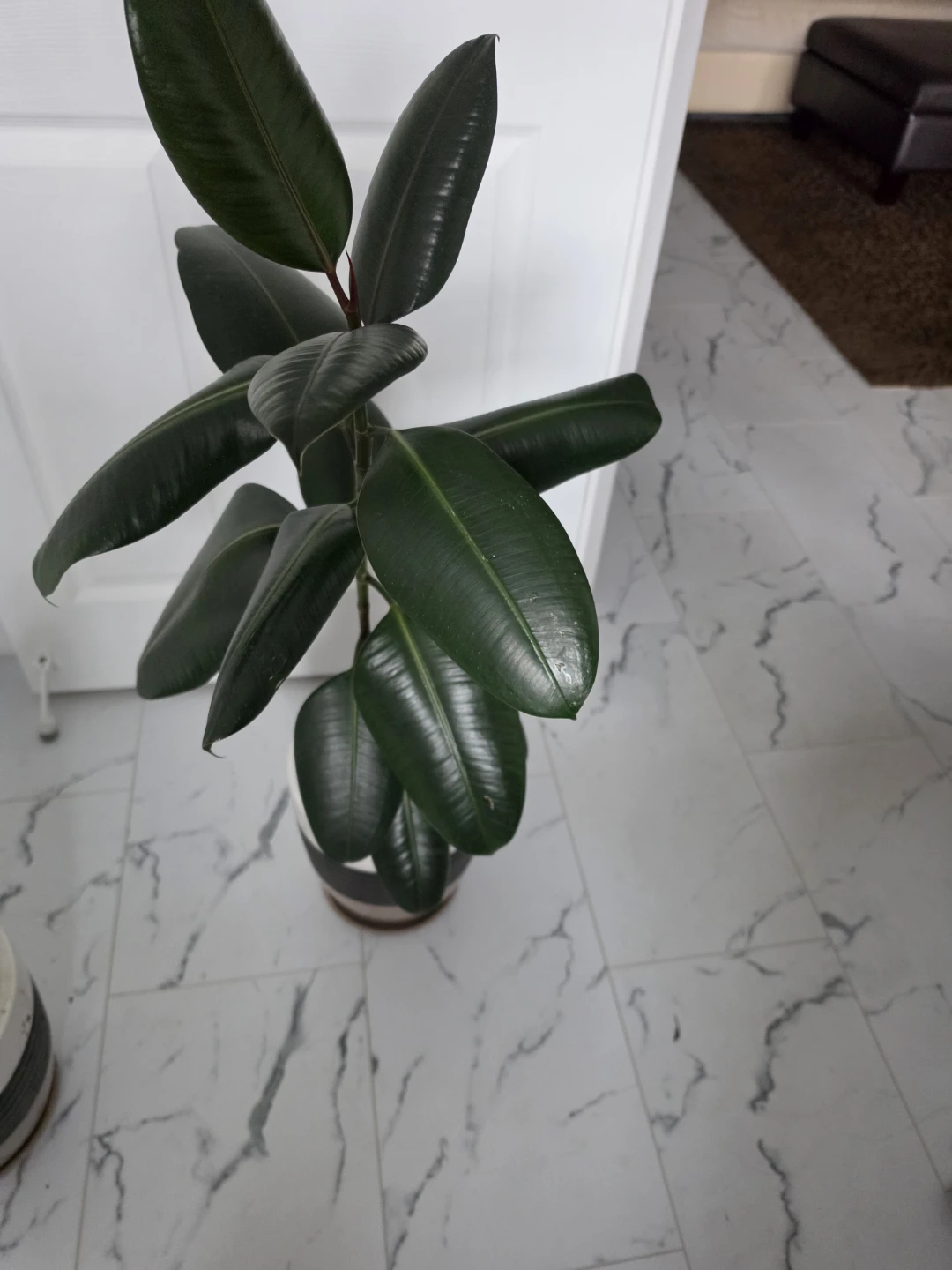 Rubber Plant in Two-Tone Ceramic Pot