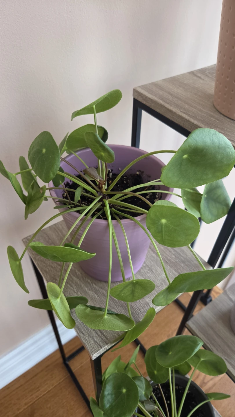 Assorted Indoor Houseplants - photo 5
