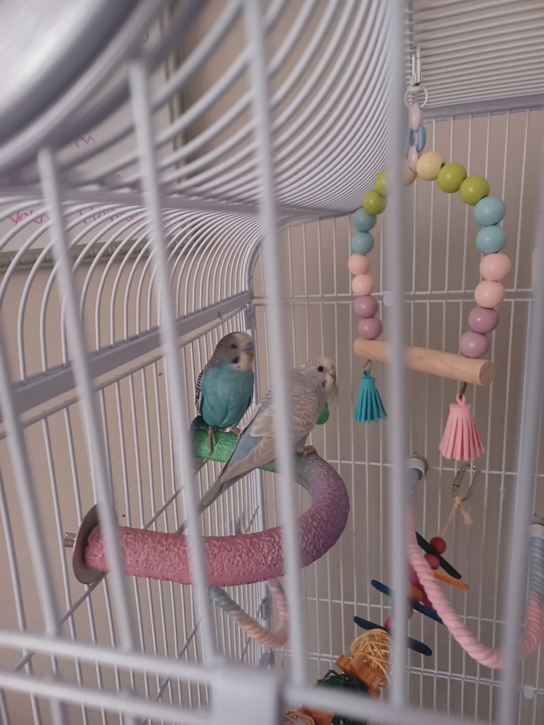 2 budgies , Large White Bird Cage with Assorted Toys - photo 5