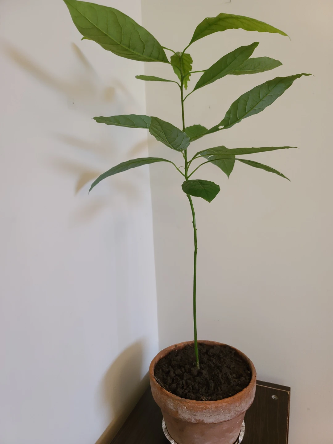 Healthy Home-Grown Avocado Tree Seedling in Terracotta Pot - photo 3