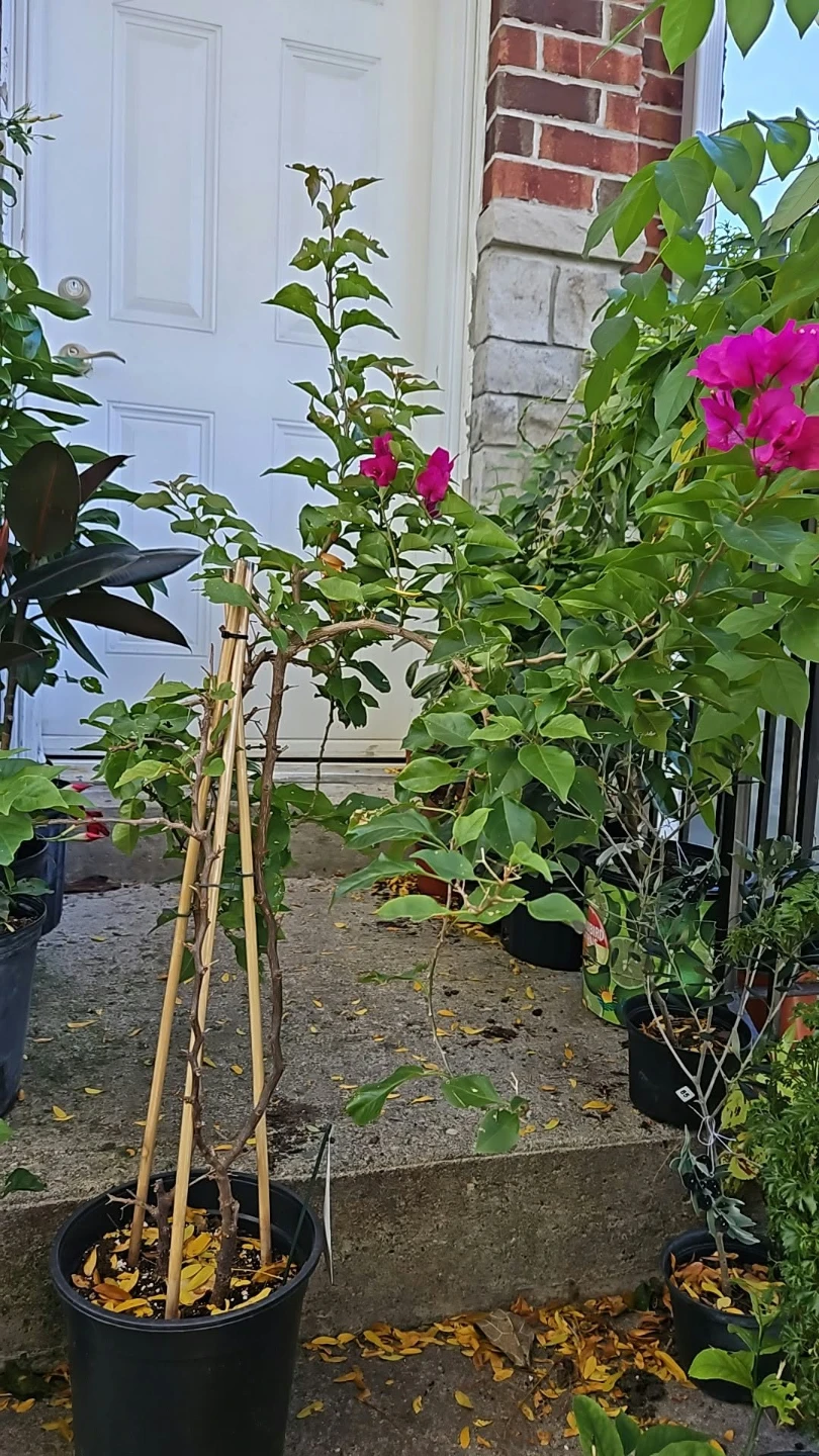 Bougainvillea plant in 8"pot - photo 2