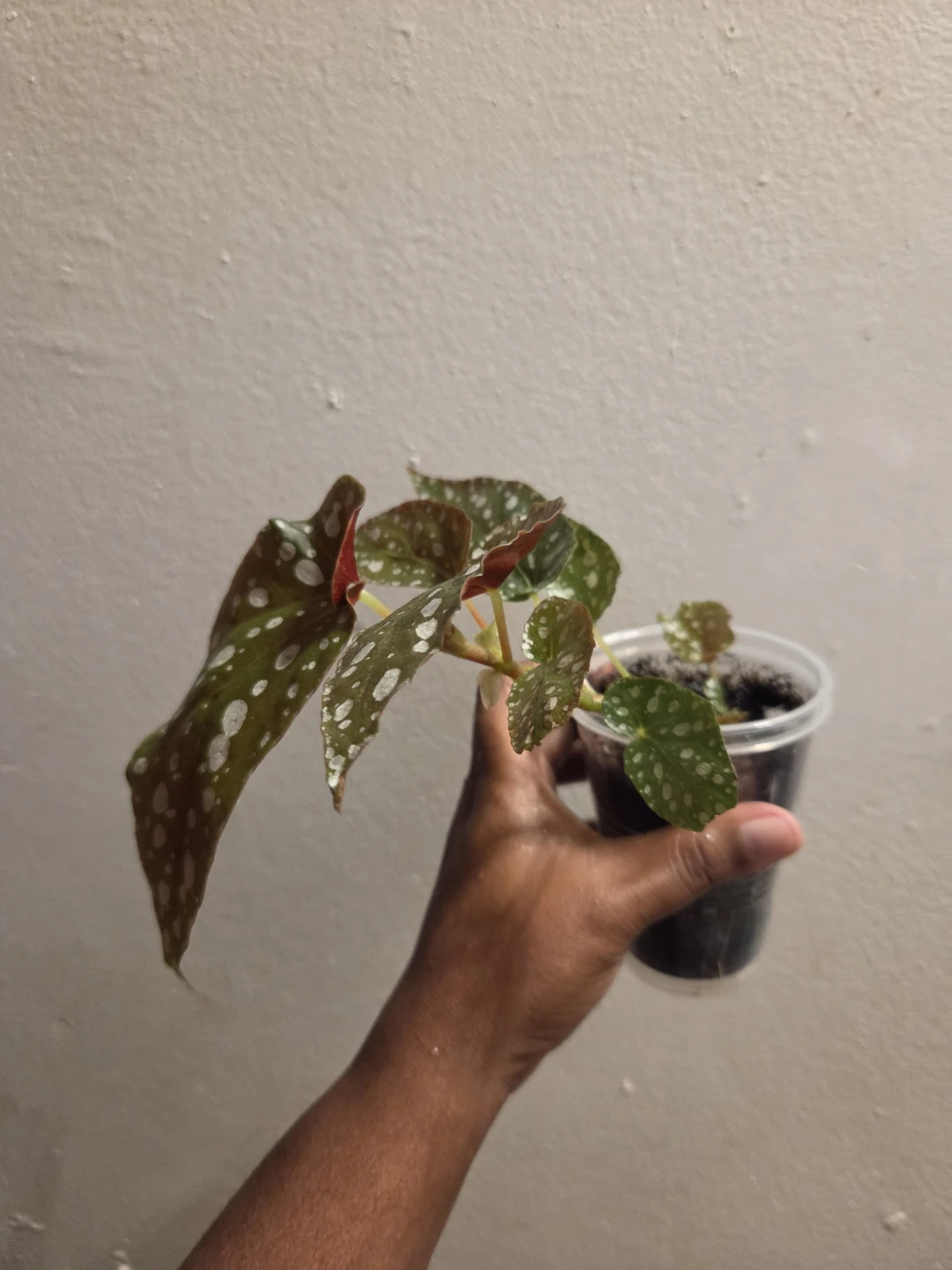 Polka Dot Begonia Houseplant✨️🪴 - photo 2