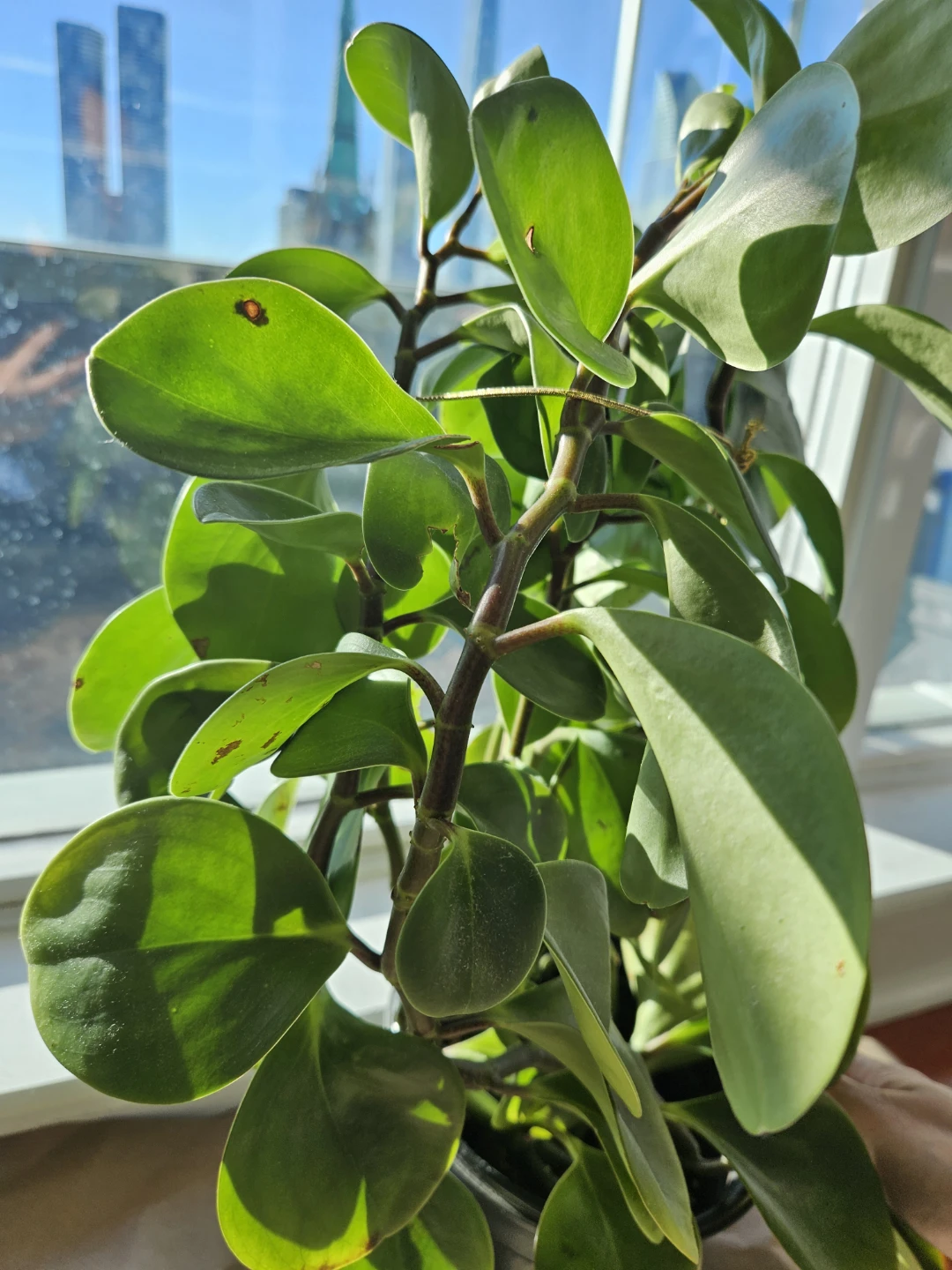 Rubber Plant in Black Pot - photo 2