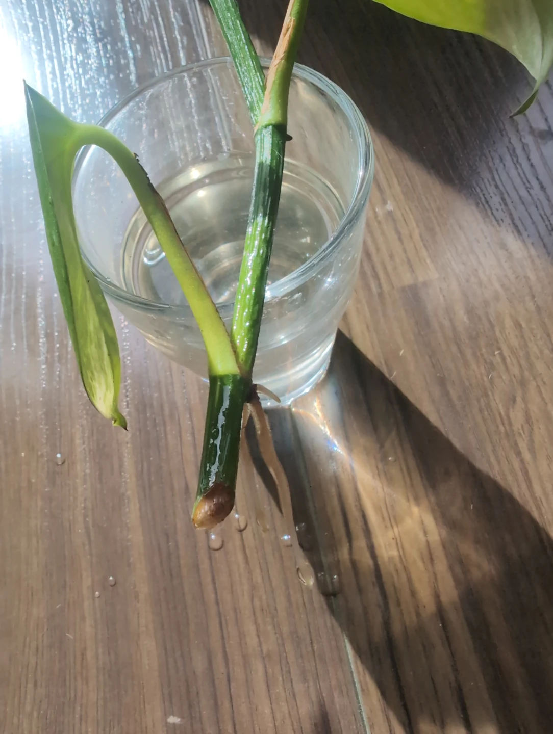 Pothos plant cutting - photo 2
