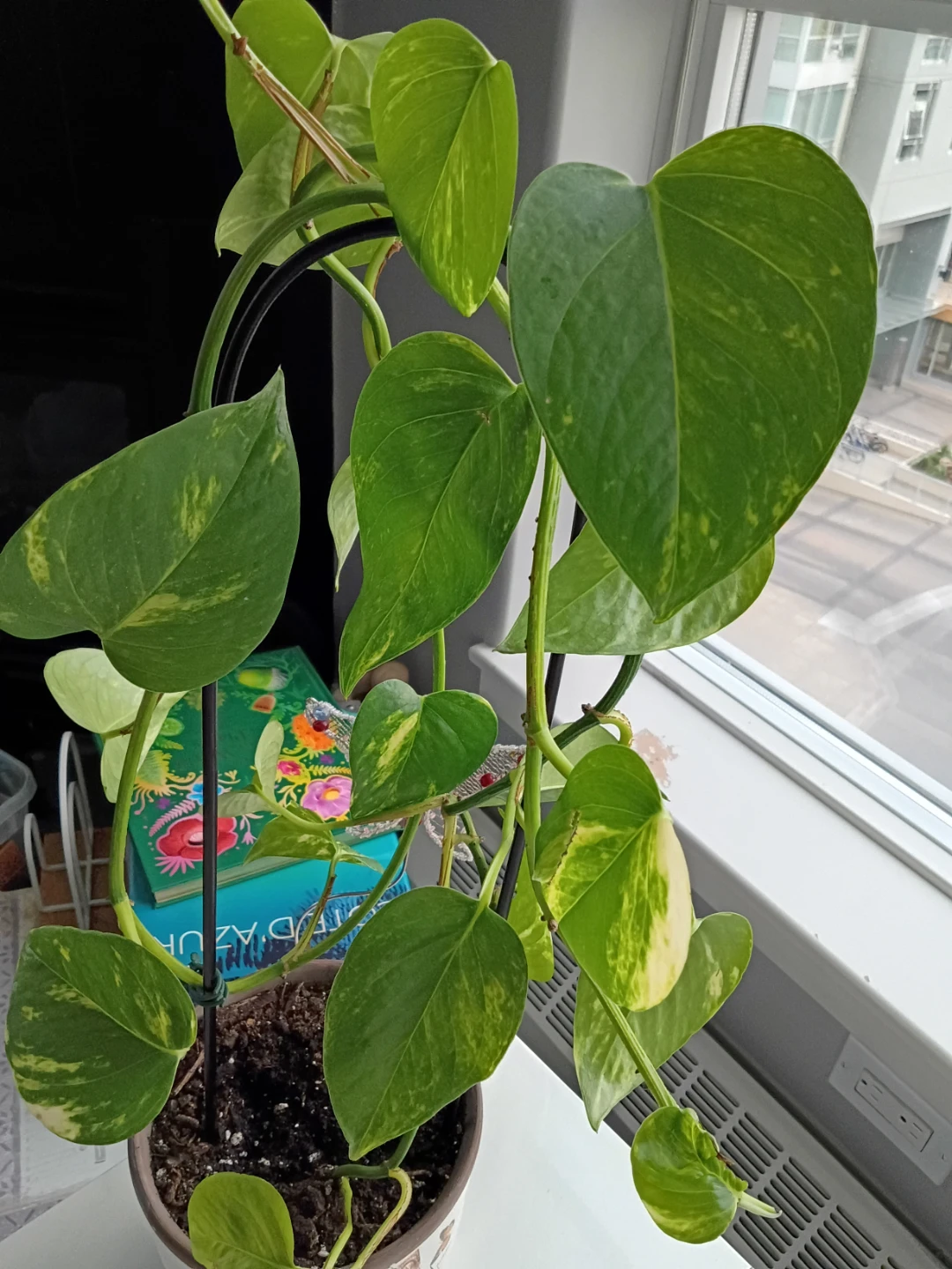 Pothos plant in decorative vintage-style pot - photo 2