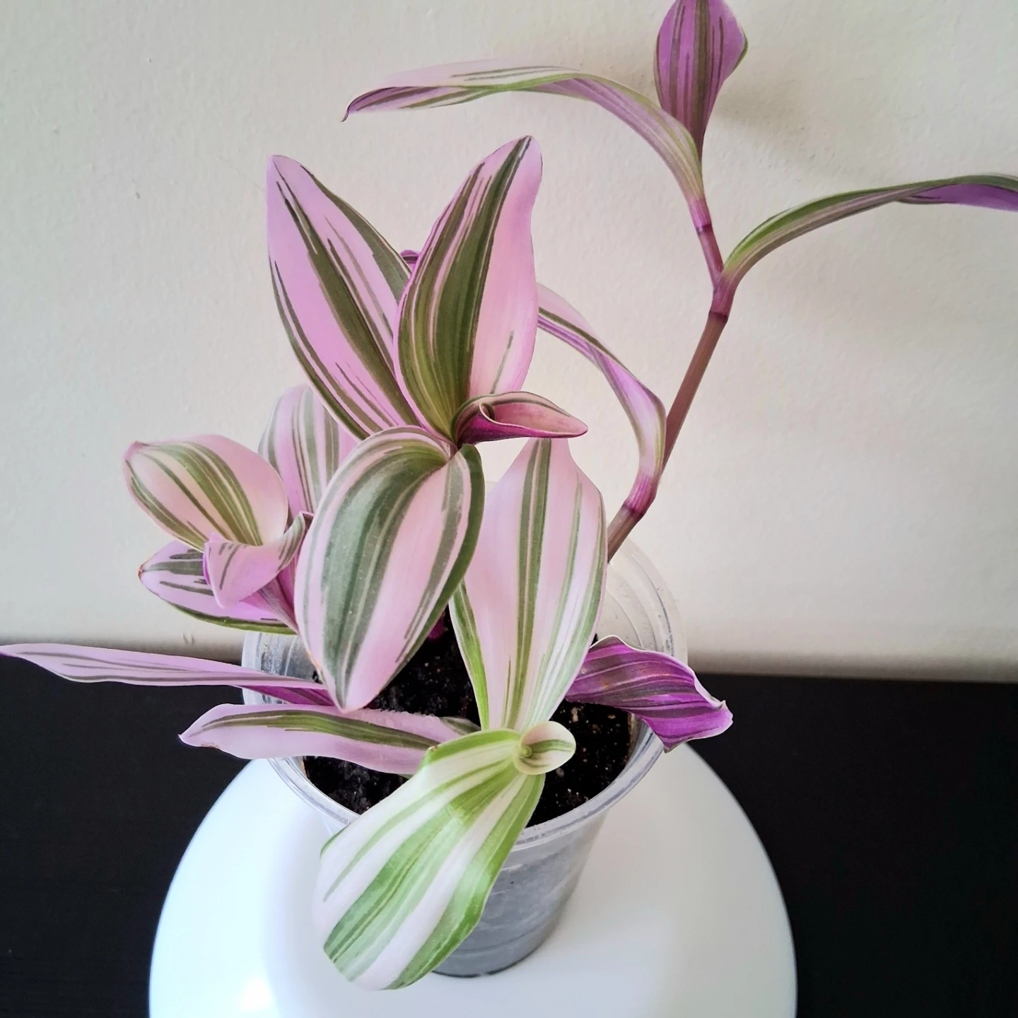 💜 Tradescantia Nanouk 💟 Fantasy Venice
