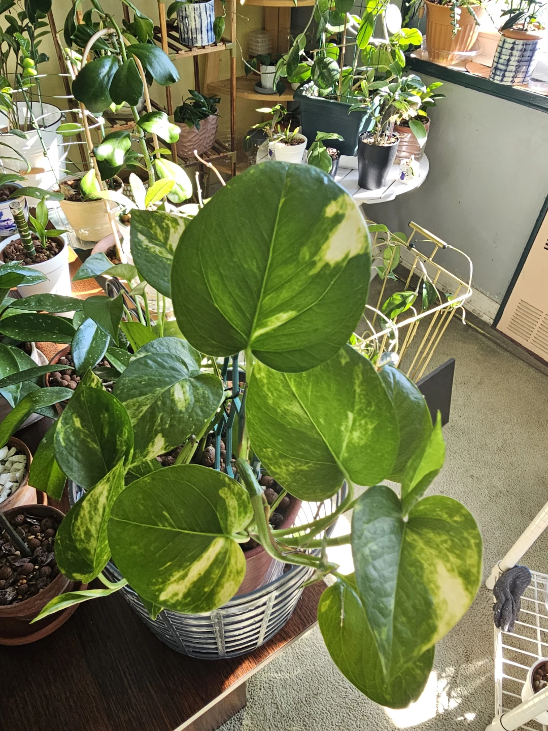 Golden Pothos with Hexagonal Trellis - photo 3
