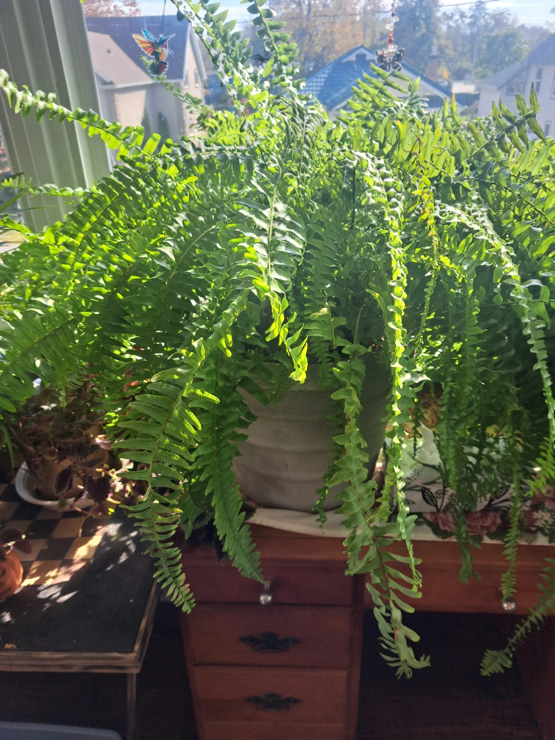 Large Boston Fern in Ceramic Pot