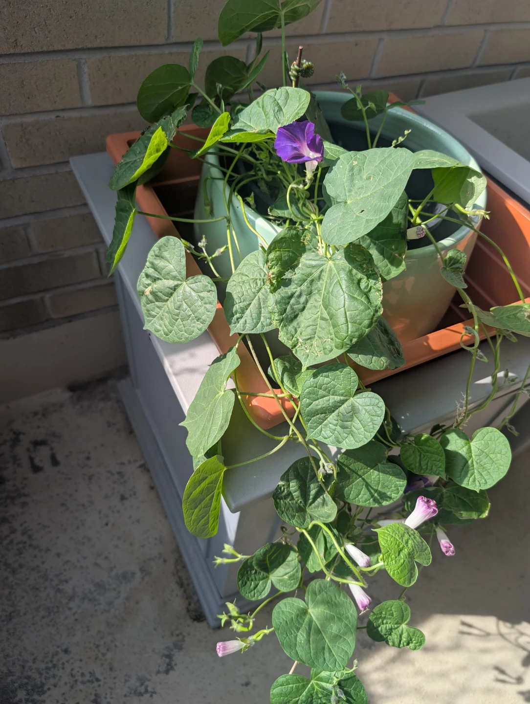 Morning Glory - Plant - Violet Colour - photo 2