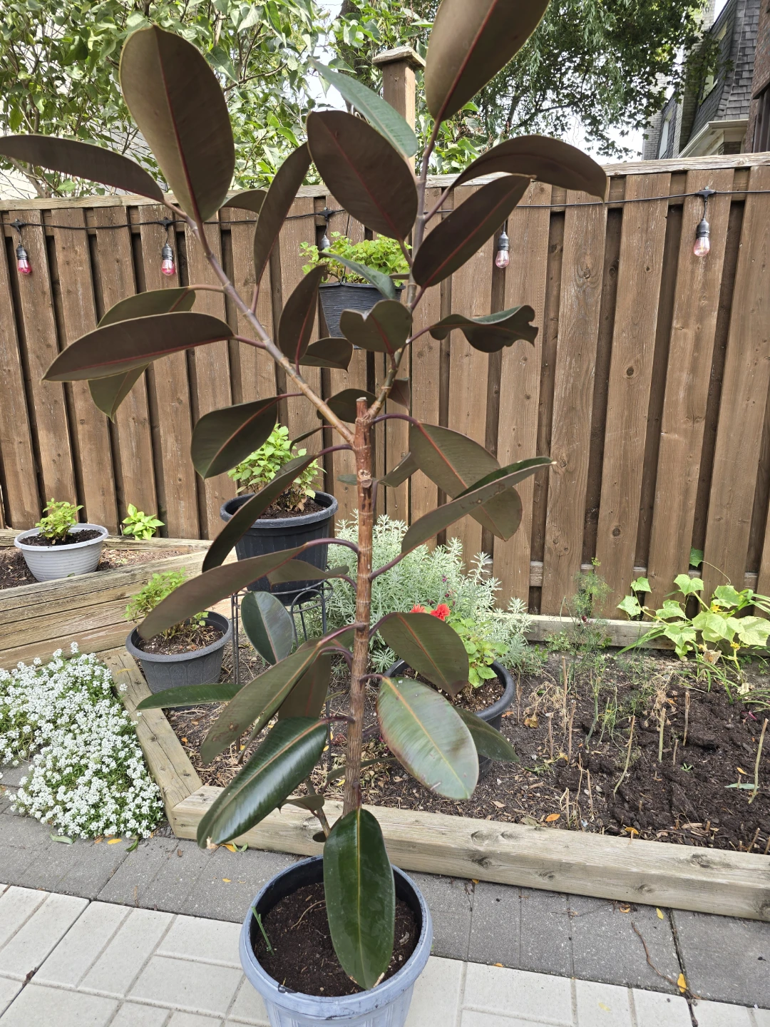 Burgundy Rubber Tree