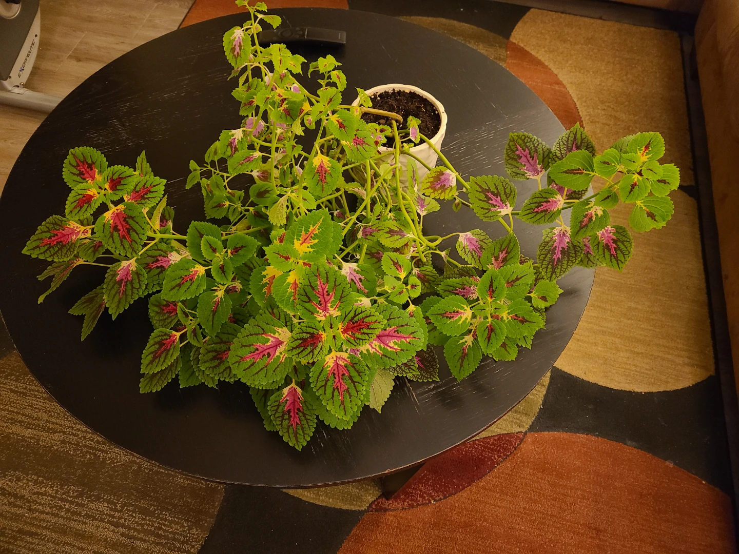 Large Coleus plant with decorative foliage
