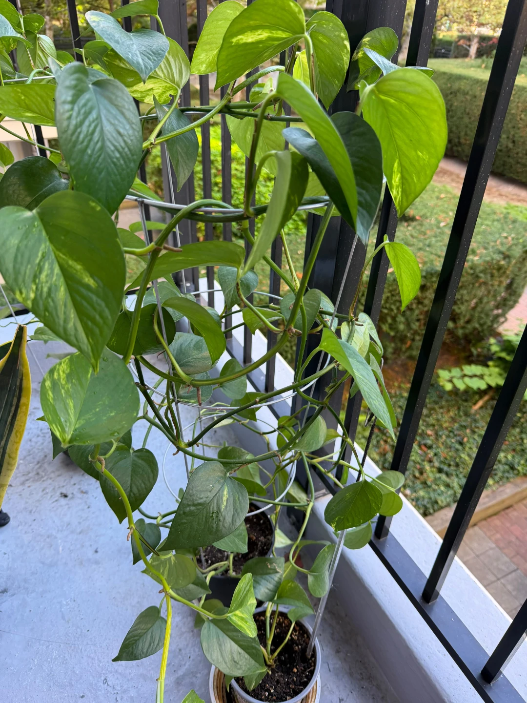 Pothos plant on metal trellis