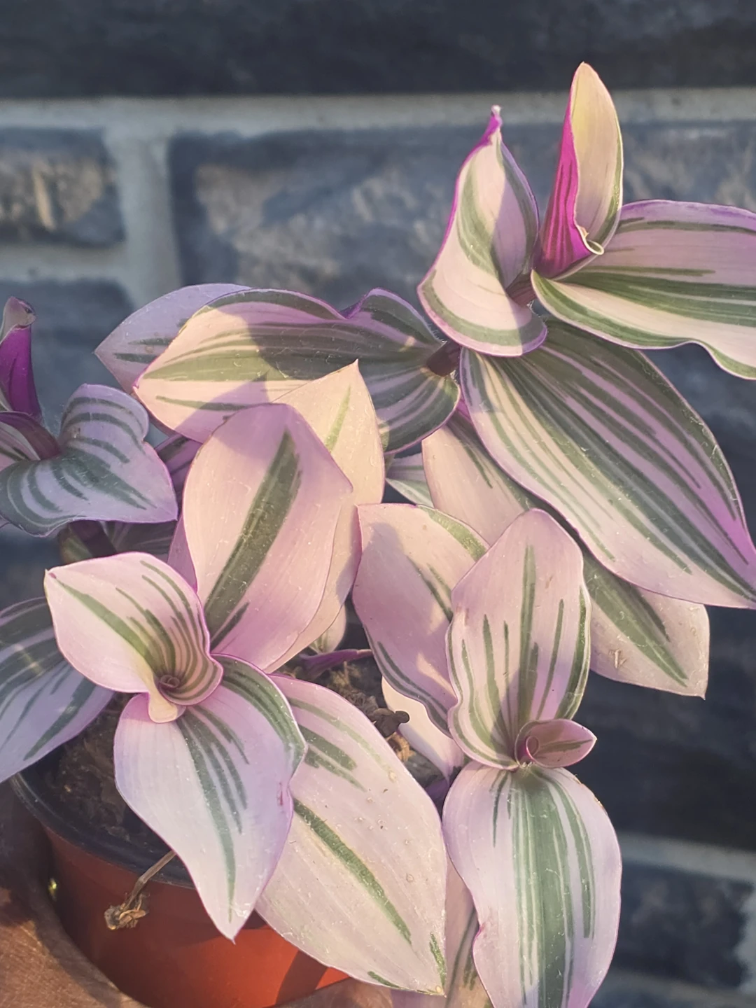 Tradescantia Nanouk Houseplant - photo 2