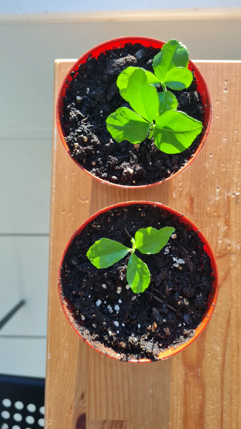 🍋 Young Lemon Tree Sapling! Potted & Ready to Grow! - photo 2