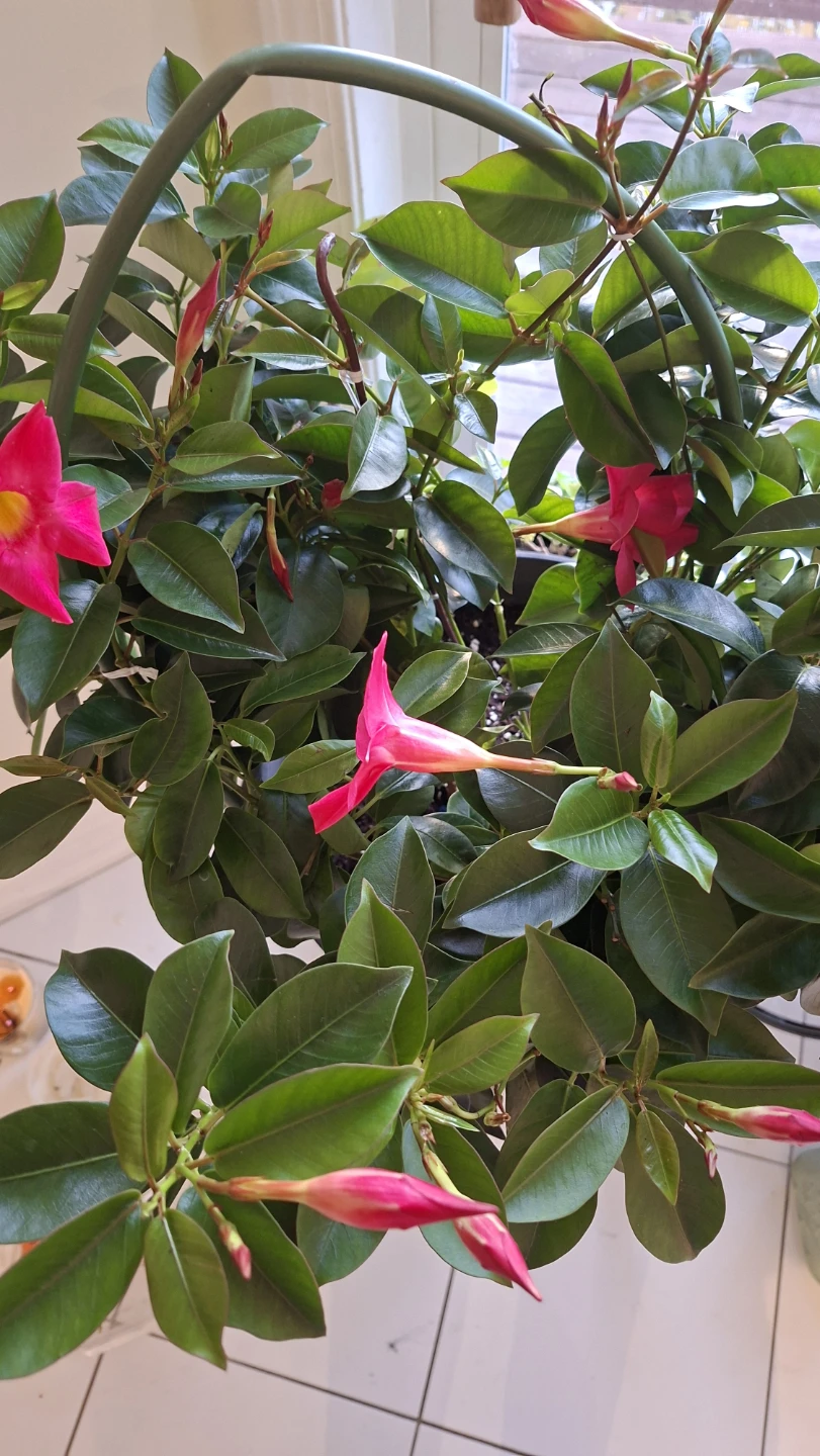 Mandevilla plant with large pot - photo 2