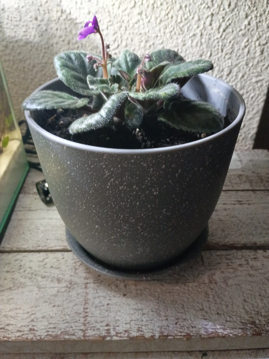 African Violet plant in grey pot - photo 2