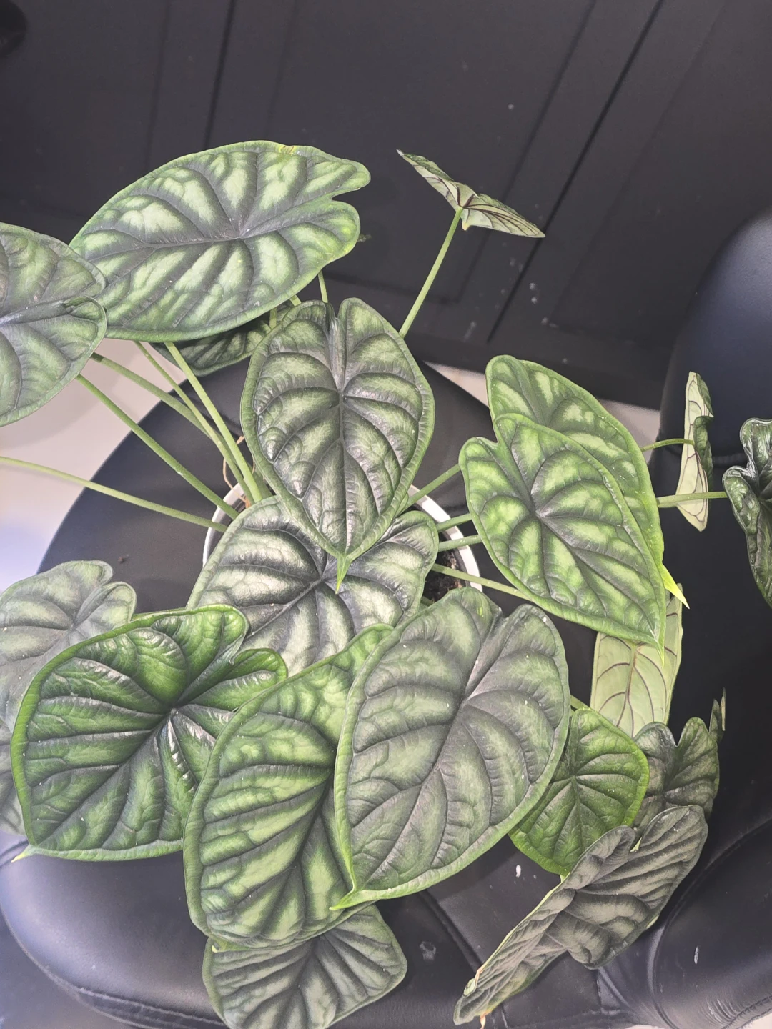 Alocasia dragon scale  multiple plant pot - photo 2