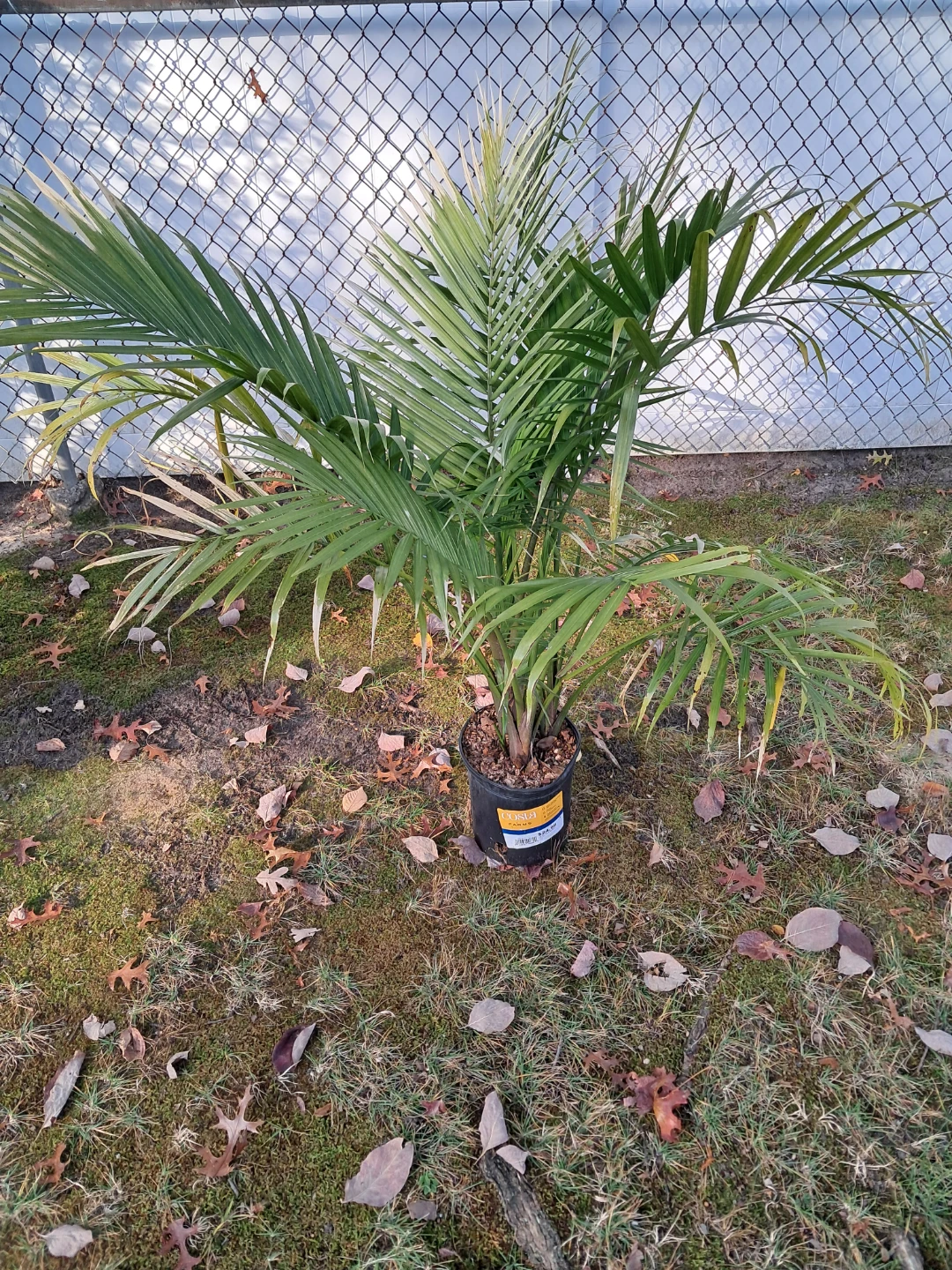 Costa Farms Majesty Palm - photo 2