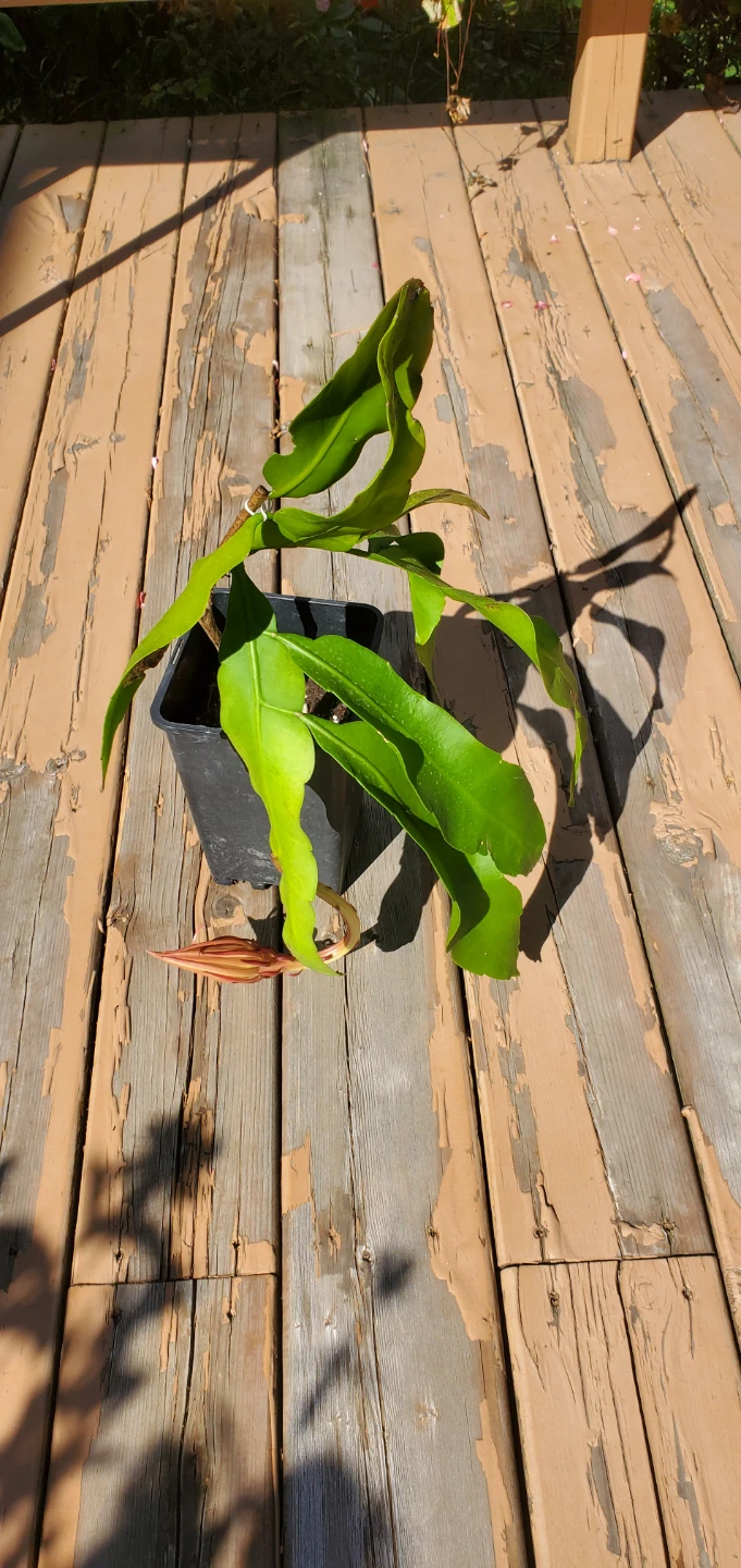 Queen of the Night and Epiphyllum hybrid - photo 2