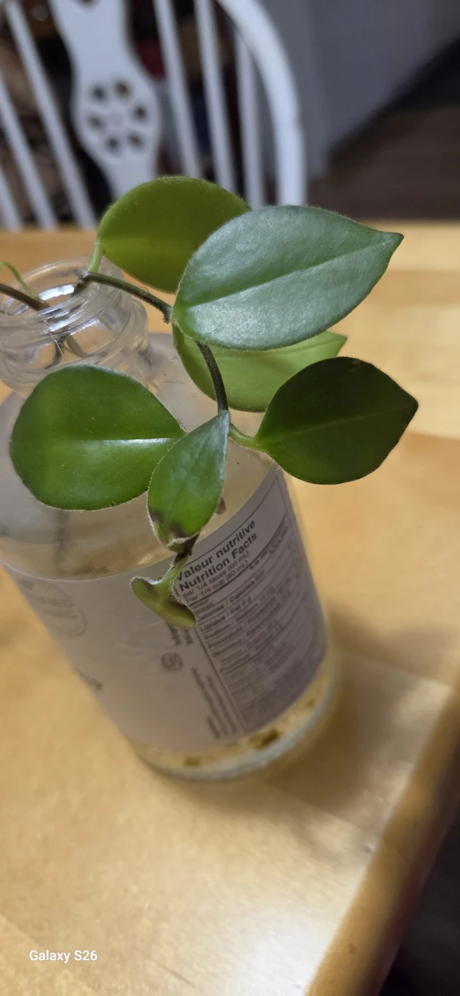 FREE:  LIPSTICK plant cutting