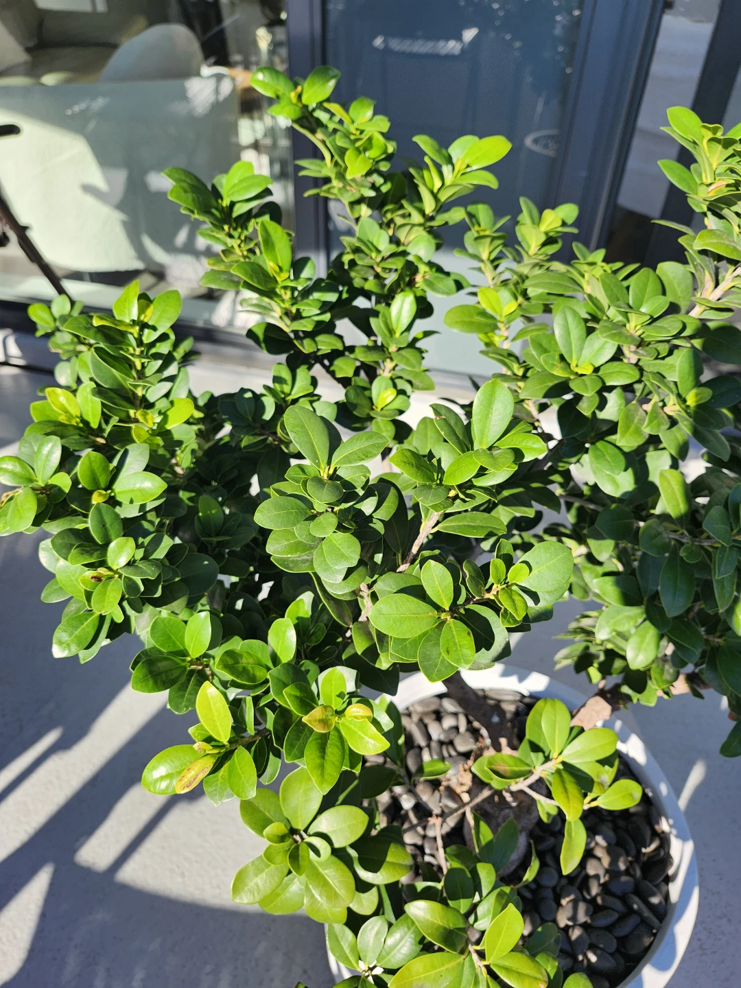 Ficus Ginseng Bonsai Plant in Ceramic Pot - photo 3