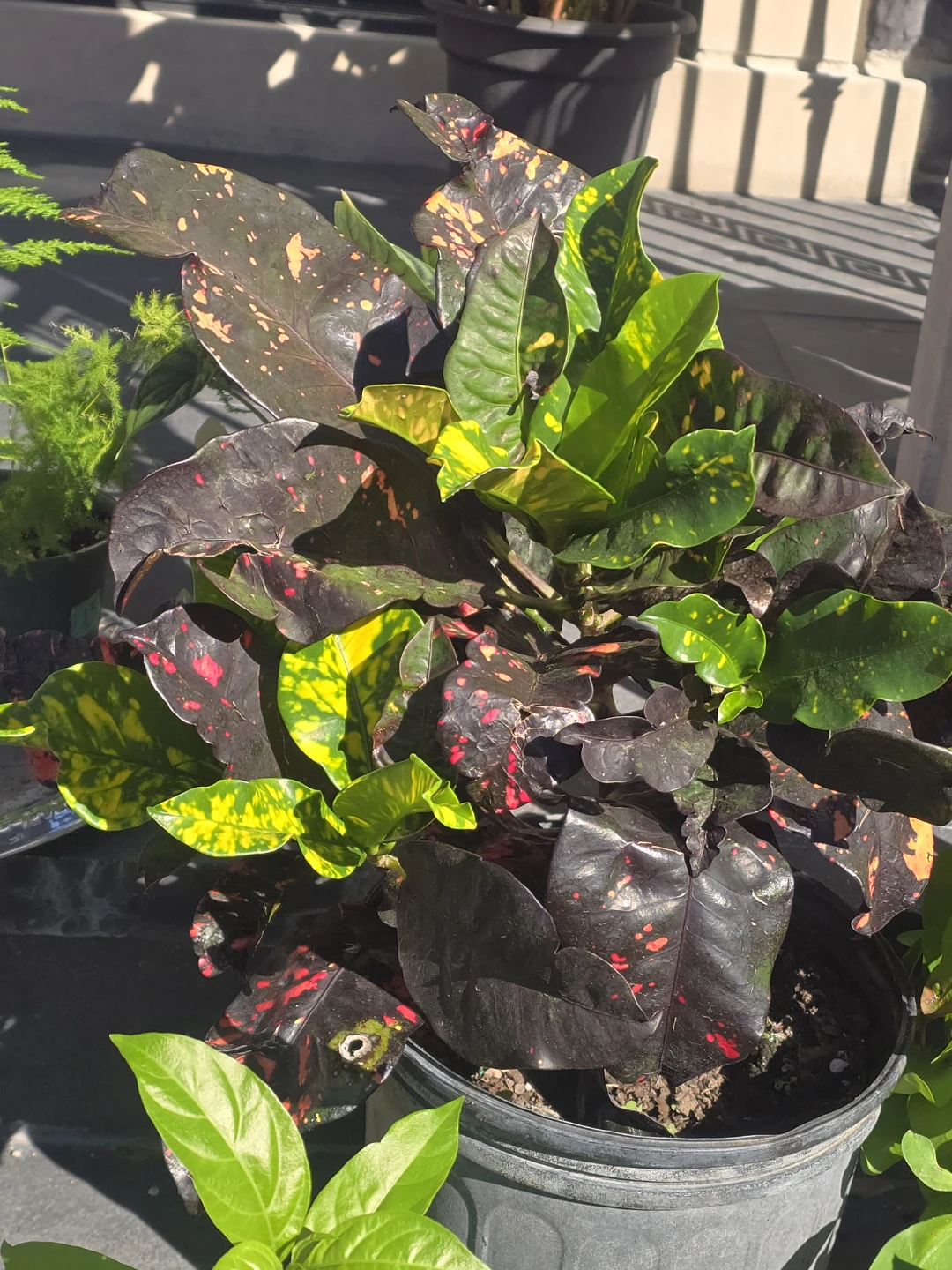 Codiaeum Variegatum Croton . 10"pot.  Large plant - photo 4