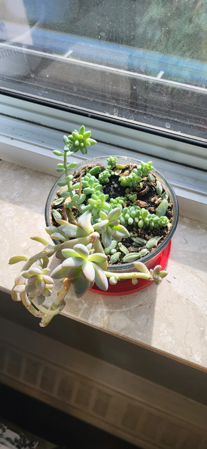 Two types of succulent in a glass container - photo 2