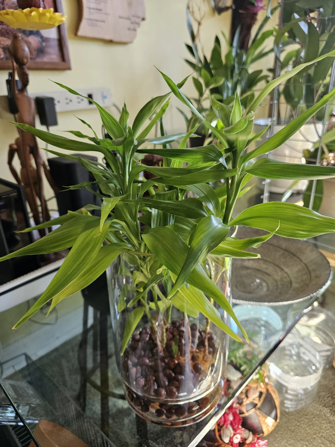 Lucky Bamboo Plant in Glass Vase