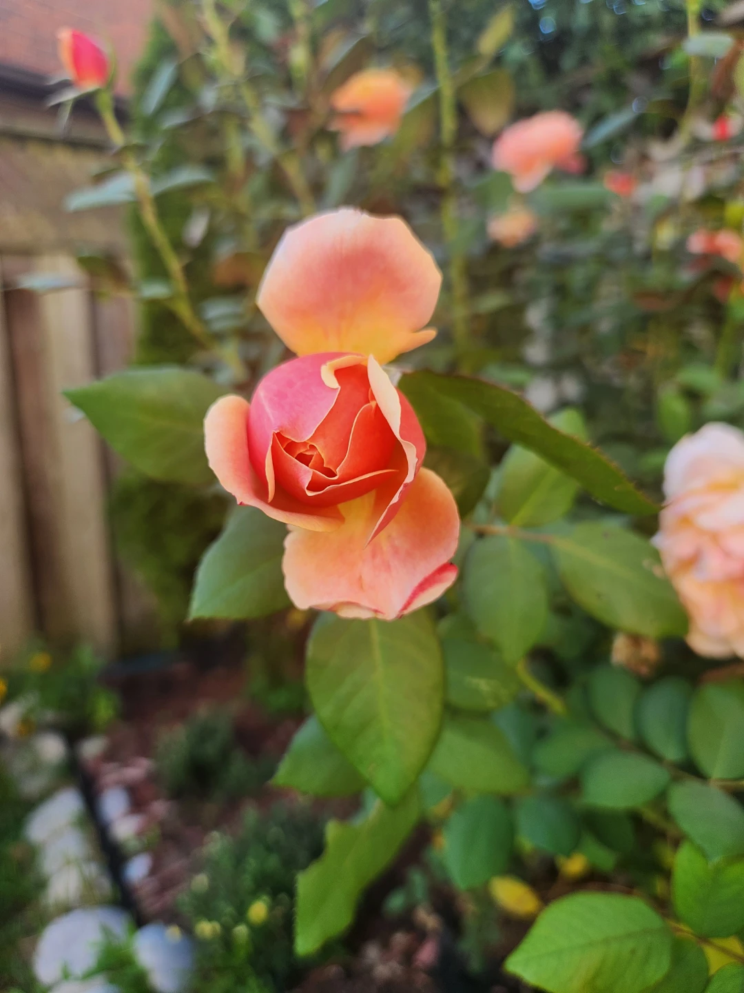 Living Peach Rose Bush -  Stem Cuttings - photo 3