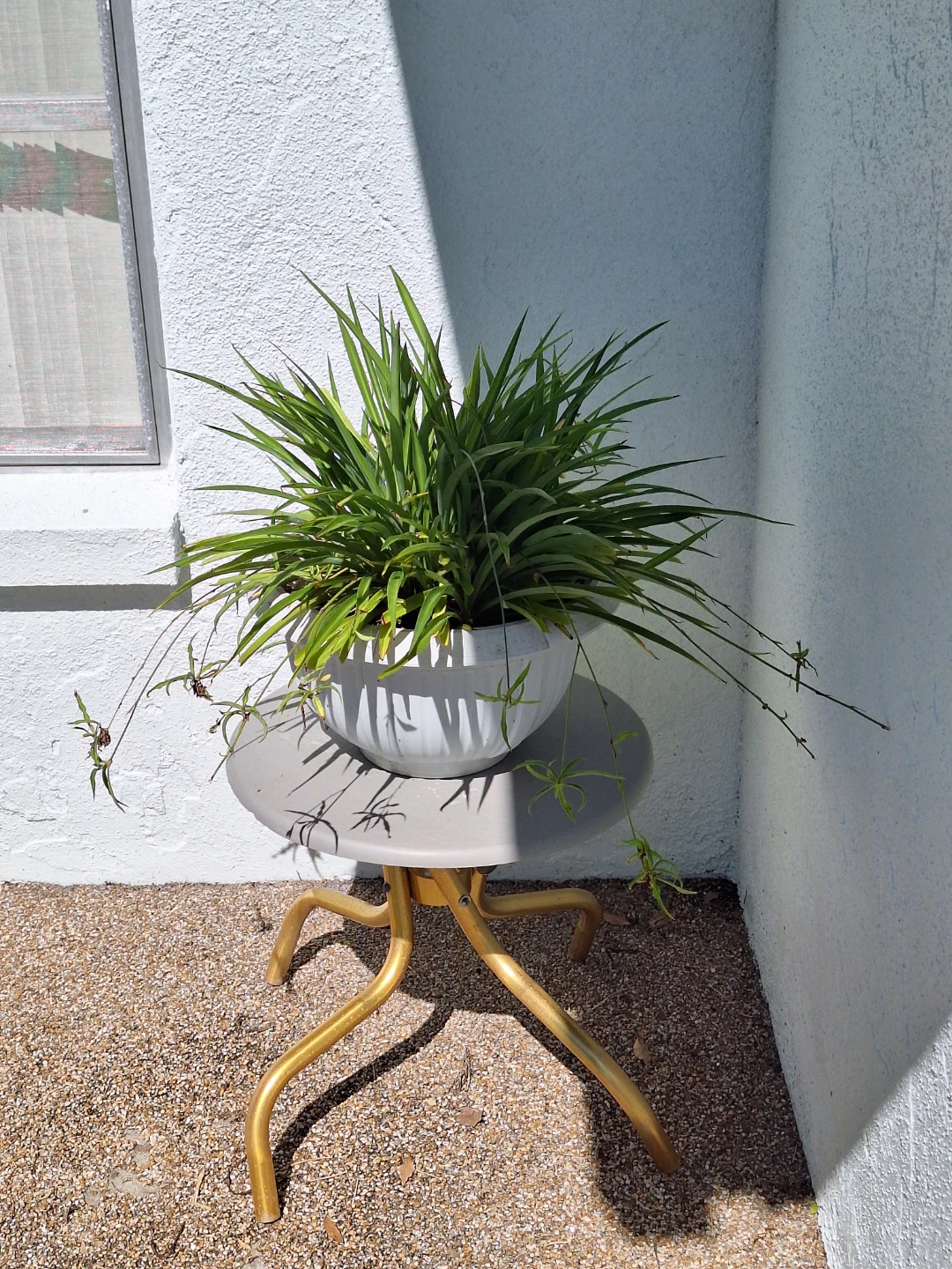 Spider Plant with Gray Pot - photo 2