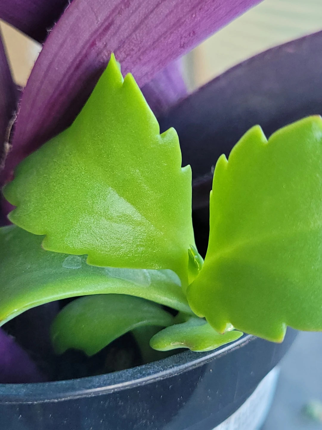Tradescantia pallida in 4 inch pot - photo 2