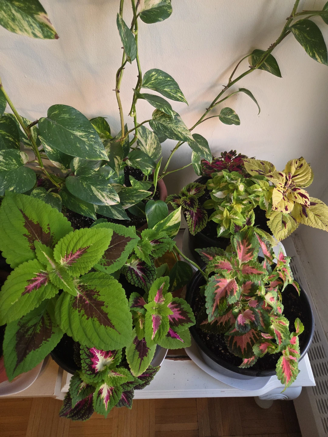 Indoor Potted Plants - Moving out sale - Need gone - photo 3