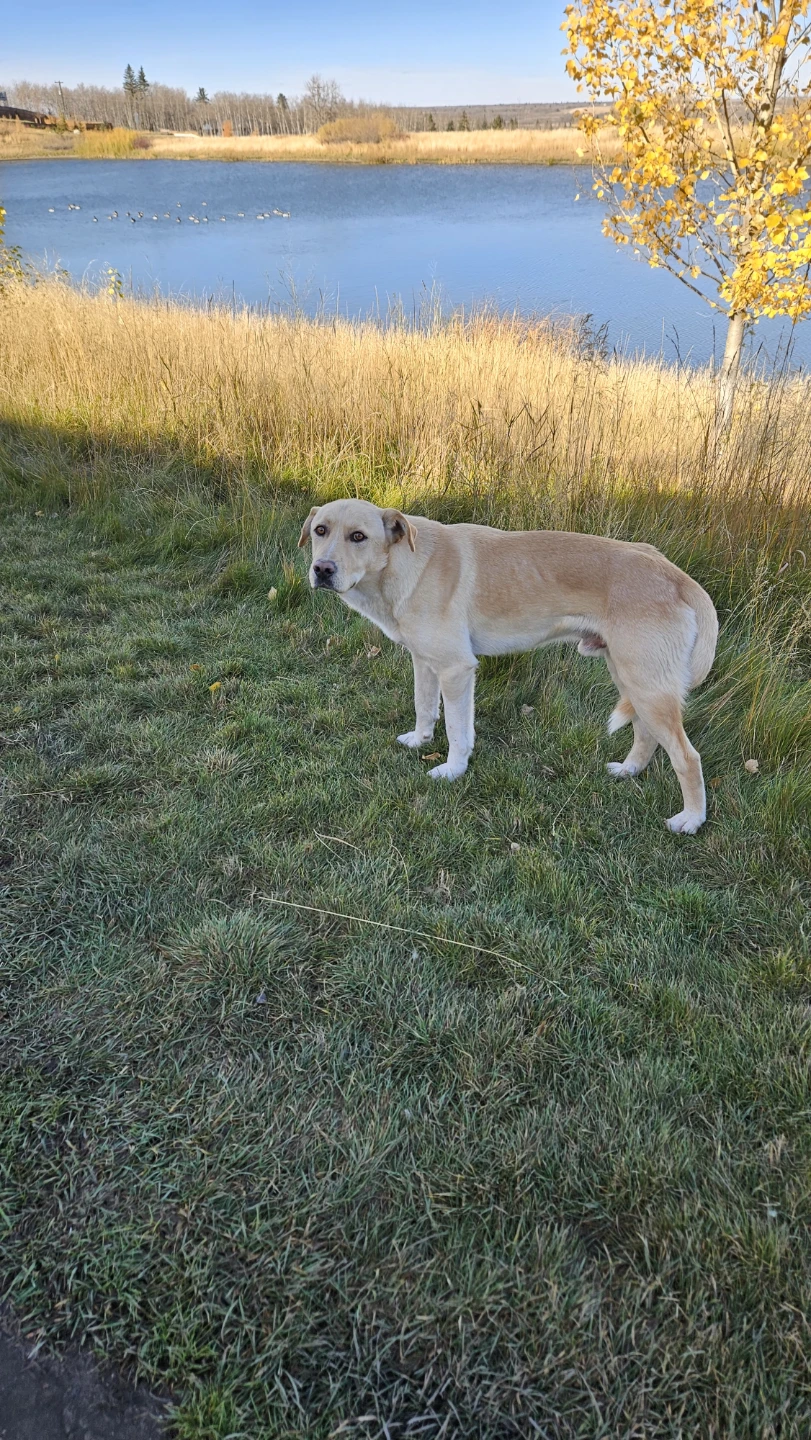 FOUND DOG, last seen around Alpine Park