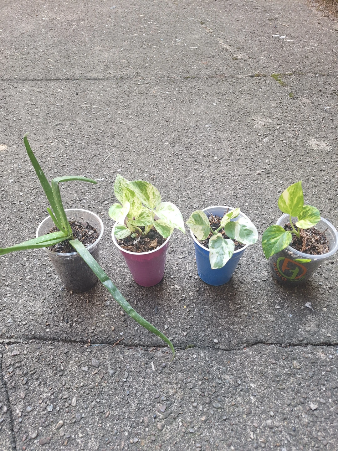 4 Assorted Potted Houseplants