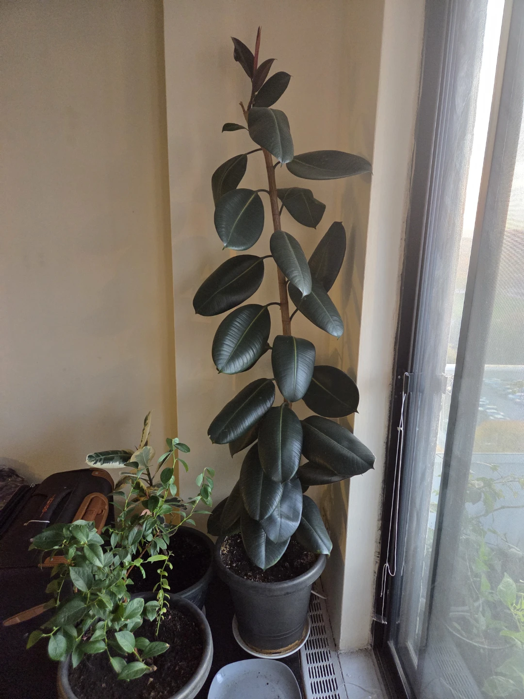 Indoor Potted Plants - Moving out sale - Need gone - photo 4