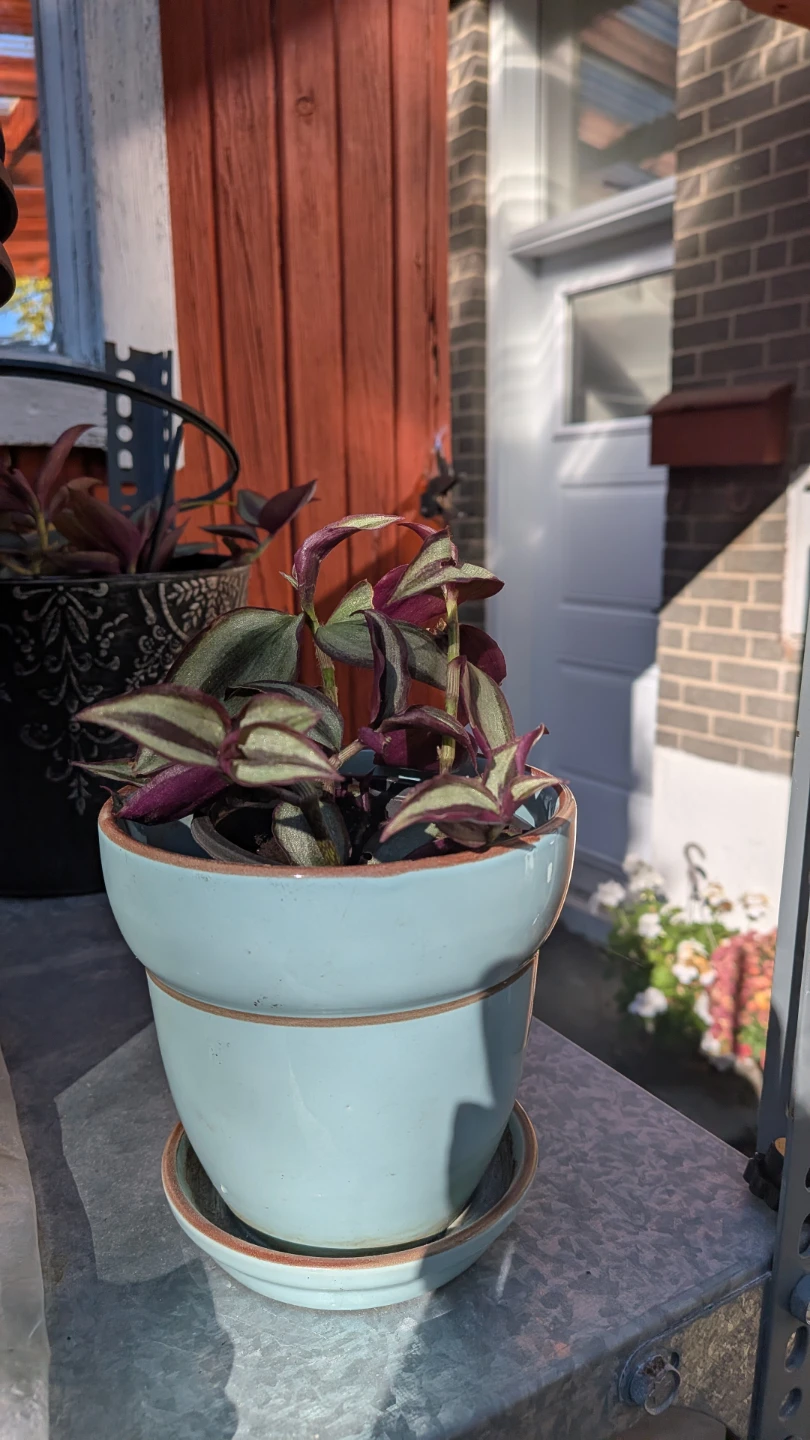 Wandering Jew Tradescantia Zebrina - photo 2